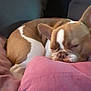 Sully participe au concours pour gagner de l'argent avec cette photo : animal, blanket, brown, companion, couch, cozy, cute, dog, ears, face, french_bulldog, fur, home, indoor, pet, pillow, relaxing, rest, sleeping, white