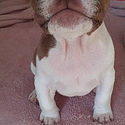 Sully participe au concours pour gagner de l'argent avec cette photo : adorable, animal, blanket, brown_and_white, close_up, curious, cute, dog, ears, fur, indoor, looking_up, nose, paws, pet, puppy, sitting, small, soft, young