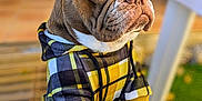 Sully participe au concours pour gagner de l'argent avec cette photo : animal, black, canine, close_up, clothing, cute, dog, expression, focus, french_bulldog, hoodie, outdoor, paw, person, pet, pet_clothing, plaid, portrait, wooden_deck, yellow