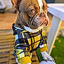 dog, french_bulldog, hoodie, yellow, black, plaid, pet, animal, paw, outdoor, wooden_deck, person, clothing, canine, portrait, cute, pet_clothing, close_up, focus, expression
