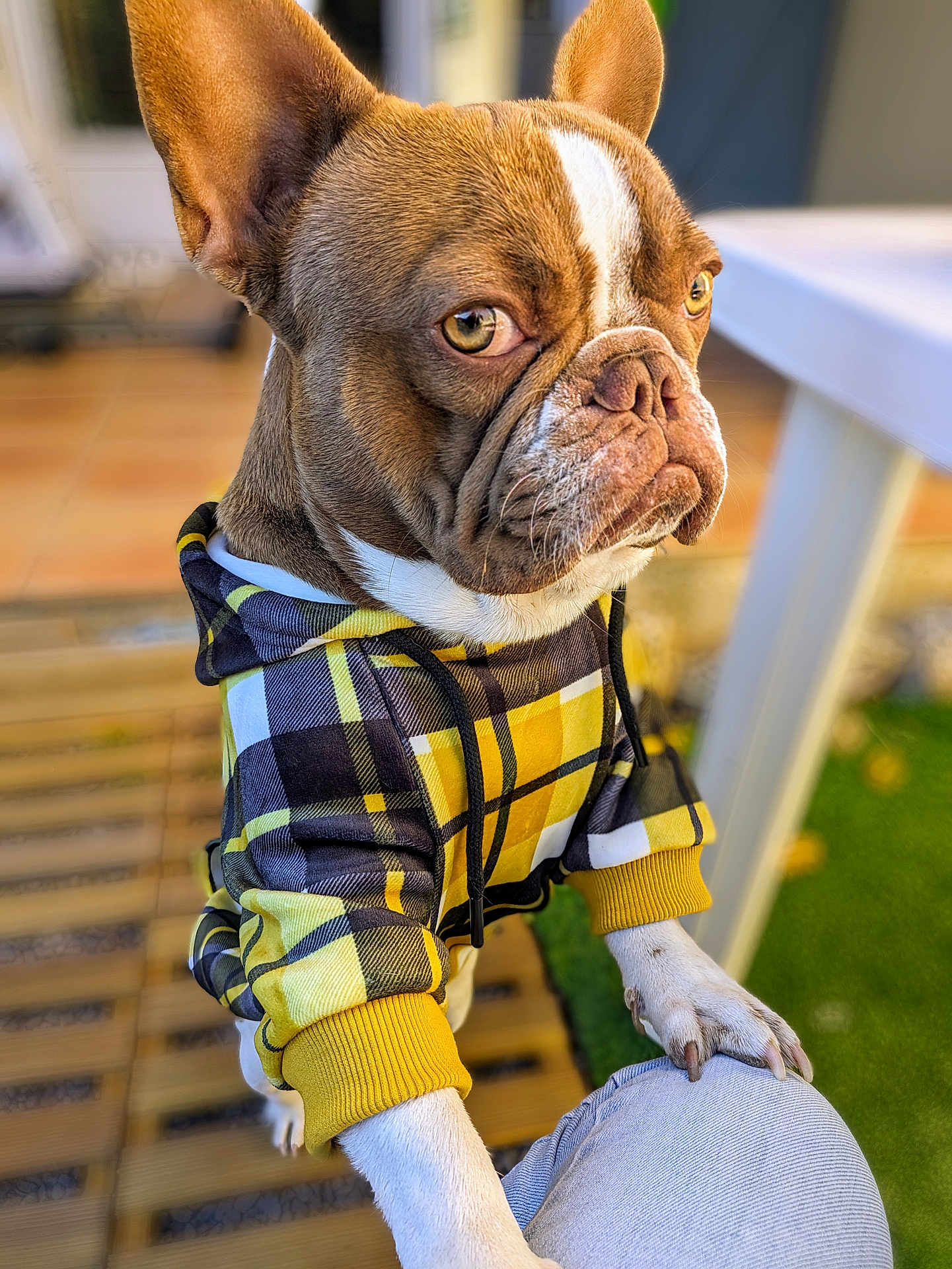 Sully participe au concours pour gagner de l'argent avec cette photo : dog, french_bulldog, hoodie, yellow, black, plaid, pet, animal, paw, outdoor, wooden_deck, person, clothing, canine, portrait, cute, pet_clothing, close_up, focus, expression