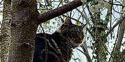 Duffy is registered to the contest to win money with this photo: animal, branches, brick, cat, chimney, fence, flowers, fur, garden, leafy, nature, outdoor, perched, pet, sky, spring, tabby, tree, watching, white_blossoms