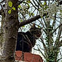 animal, branches, brick, cat, chimney, fence, flowers, fur, garden, leafy, nature, outdoor, perched, pet, sky, spring, tabby, tree, watching, white_blossoms