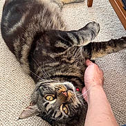 Duffy is registered to the contest to win money with this photo: cat, tabby, pet, carpet, indoor, furniture, human_hand, yellow_eyes, striped_fur, relaxed, domestic_animal, fur, whiskers, claws, paw, person, blue_jeans, texture, floor, petting