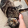 cat, tabby, pet, carpet, indoor, furniture, human_hand, yellow_eyes, striped_fur, relaxed, domestic_animal, fur, whiskers, claws, paw, person, blue_jeans, texture, floor, petting