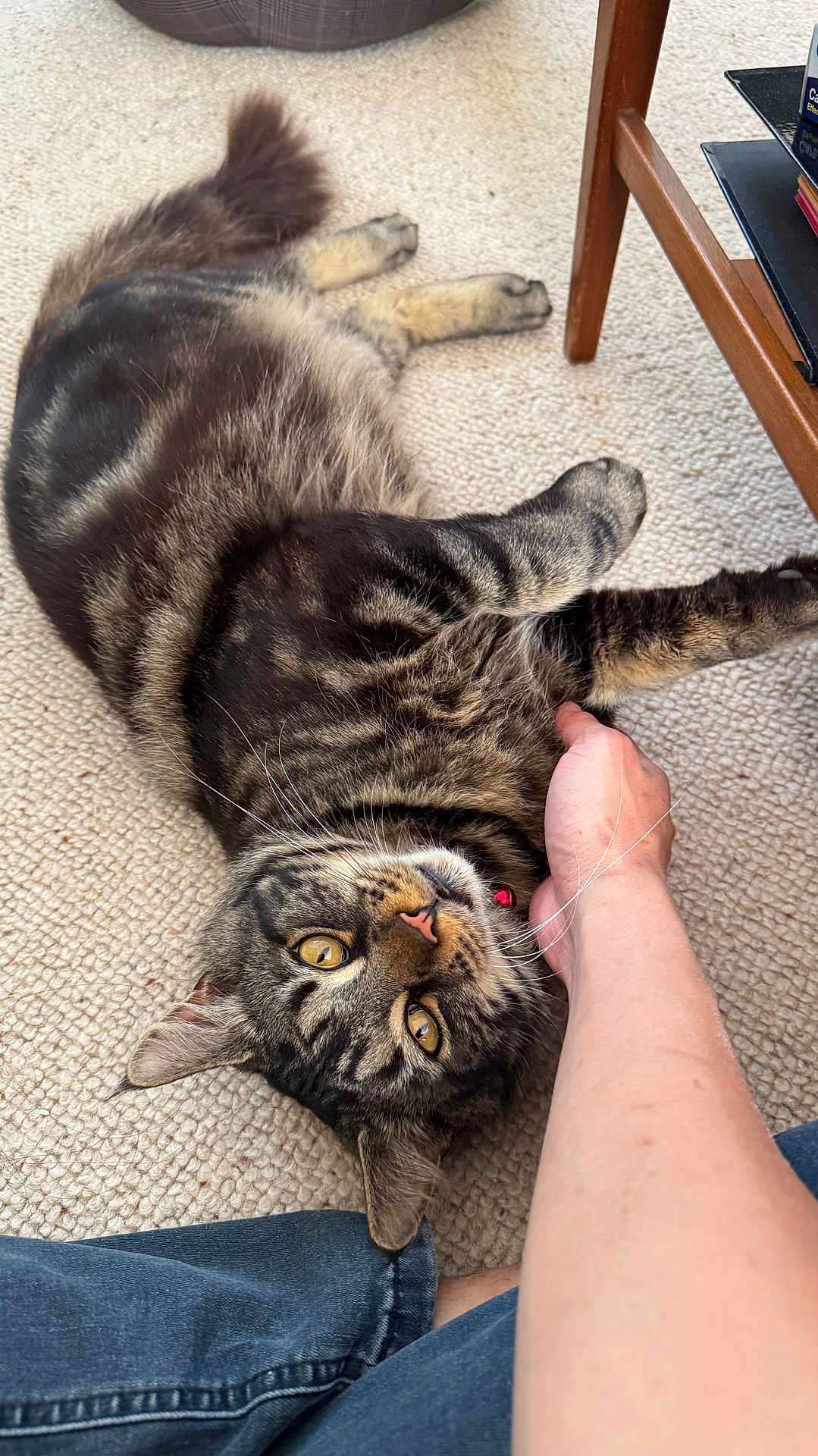 Duffy is registered to the contest to win money with this photo: cat, tabby, pet, carpet, indoor, furniture, human_hand, yellow_eyes, striped_fur, relaxed, domestic_animal, fur, whiskers, claws, paw, person, blue_jeans, texture, floor, petting