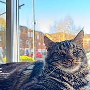 Duffy joined the competition — help win amazing prizes! animal, cat, cozy, daylight, domestic, ears, feline, fur, house, indoor, nose, outdoor_blur, pet, portrait, relaxed, resting, tabby, whiskers, window, windowsill