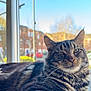 animal, cat, cozy, daylight, domestic, ears, feline, fur, house, indoor, nose, outdoor_blur, pet, portrait, relaxed, resting, tabby, whiskers, window, windowsill