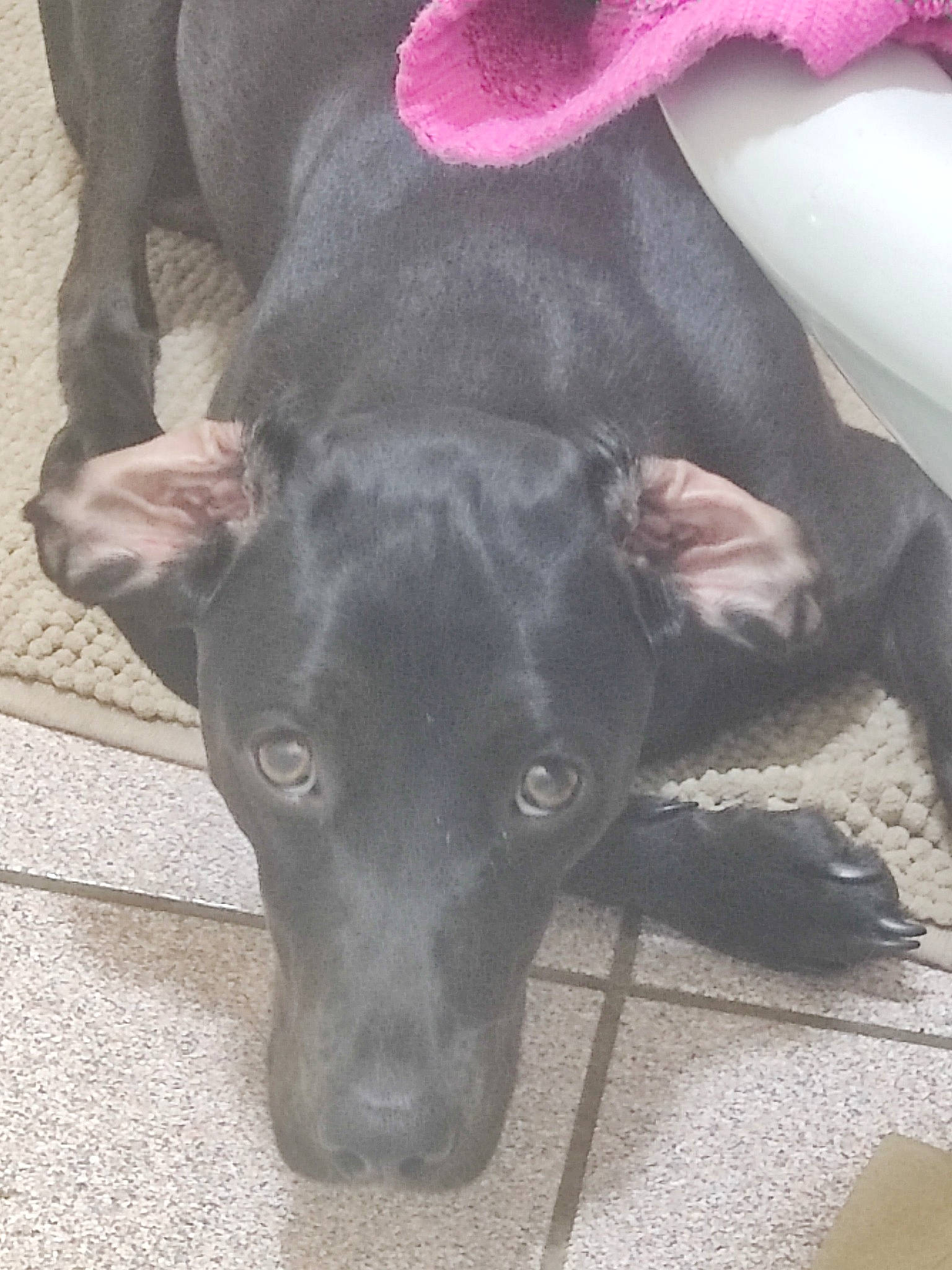 Twynie participe au concours pour gagner de l'argent avec cette photo : borador, carnivore, companion_dog, dog, dog_breed, fawn, fur, liver, magenta, non_sporting_group, plant, snout, sporting_group, terrestrial_animal, whiskers, working_animal