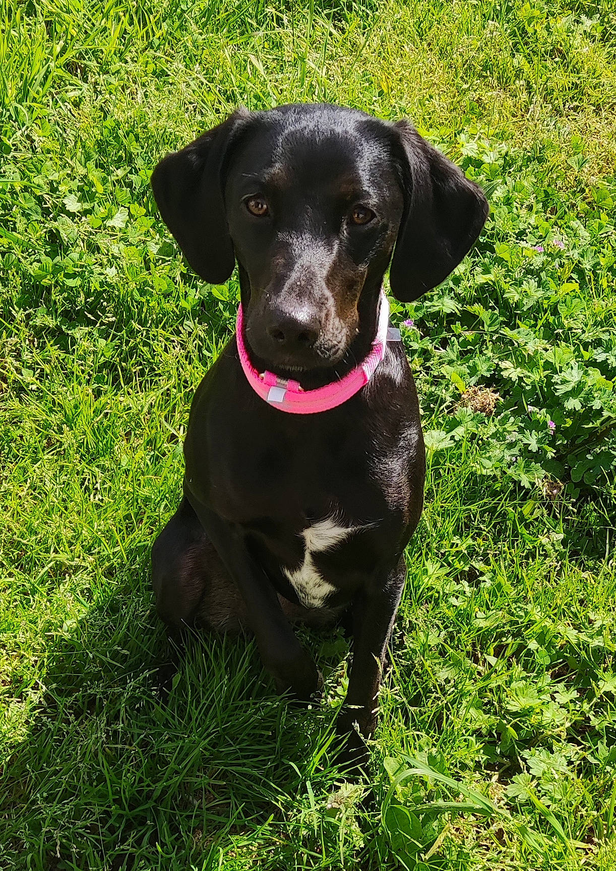 Twynie a rejoint le concours — aidez-le/la à gagner de superbes lots ! borador, carnivore, collar, companion_dog, dog, dog_breed, dog_collar, grass, gun_dog, hunting_dog, liver, plant, snout, sporting_group, terrestrial_animal, working_animal, working_dog