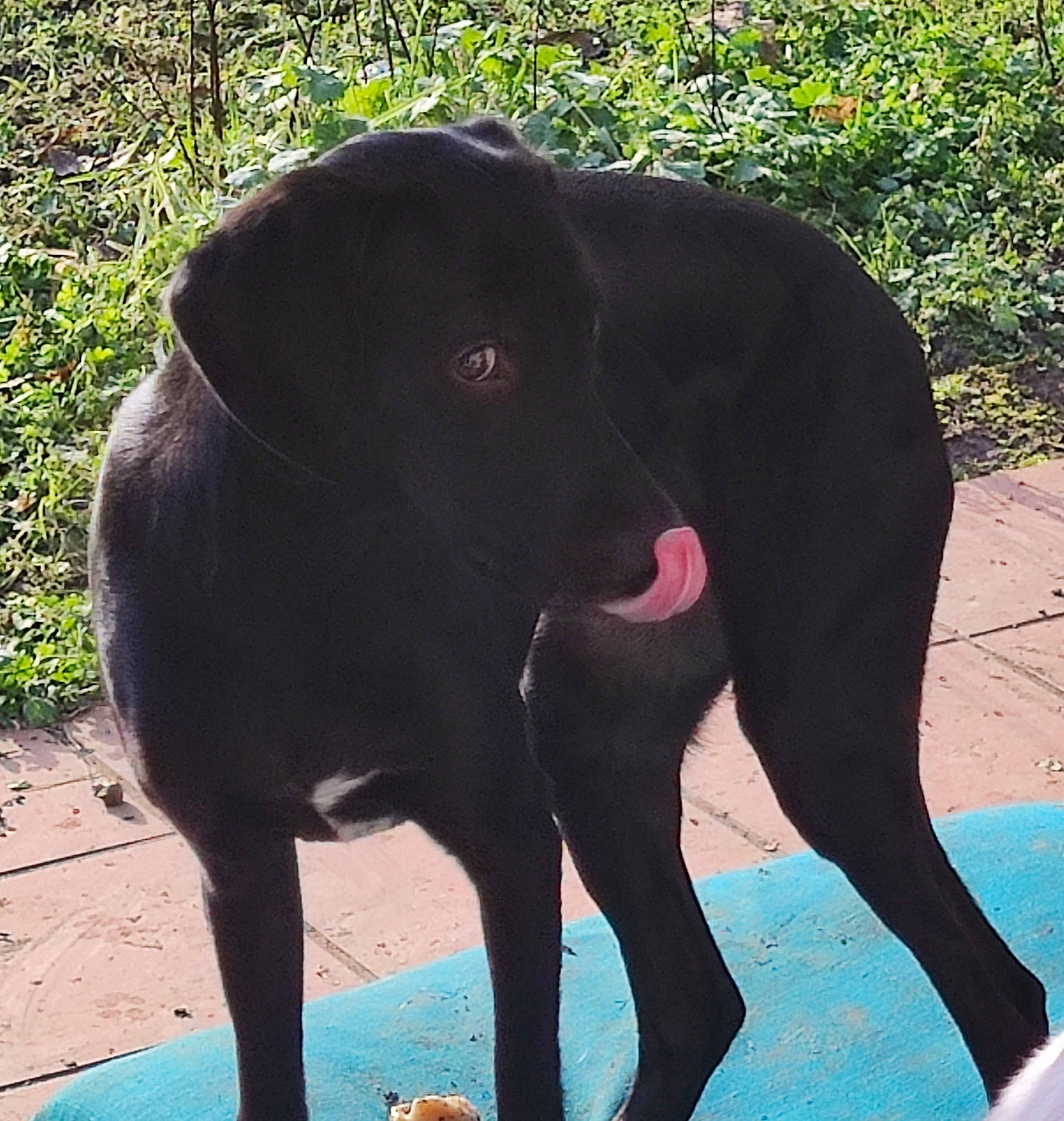 Twynie a rejoint le concours — aidez-le/la à gagner de superbes lots ! borador, canidae, carnivore, collar, comfort, companion_dog, dog, dog_breed, dog_collar, grass, gun_dog, liver, plant, snout, sporting_group, tail, terrestrial_animal, tints_and_shades, working_animal, working_dog