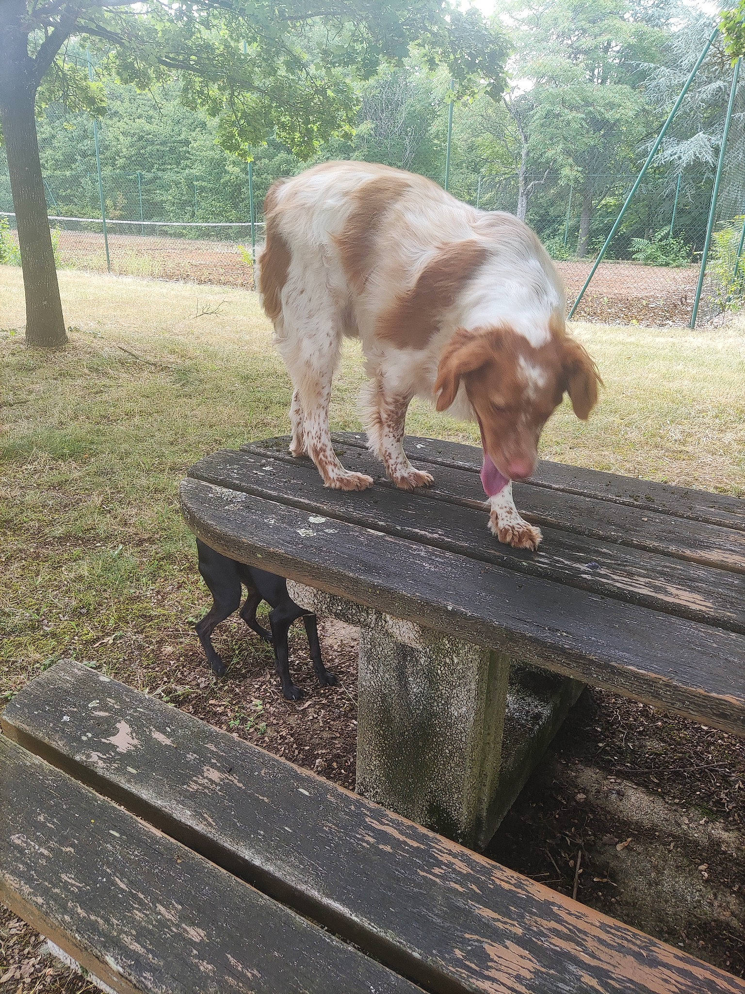 Filou participe au concours pour gagner de l'argent avec cette photo : canidae, carnivore, companion_dog, dog, dog_breed, fawn, felidae, fur, grass, liver, outdoor_bench, outdoor_furniture, plant, snout, sporting_group, table, tail, tree, wood, working_animal
