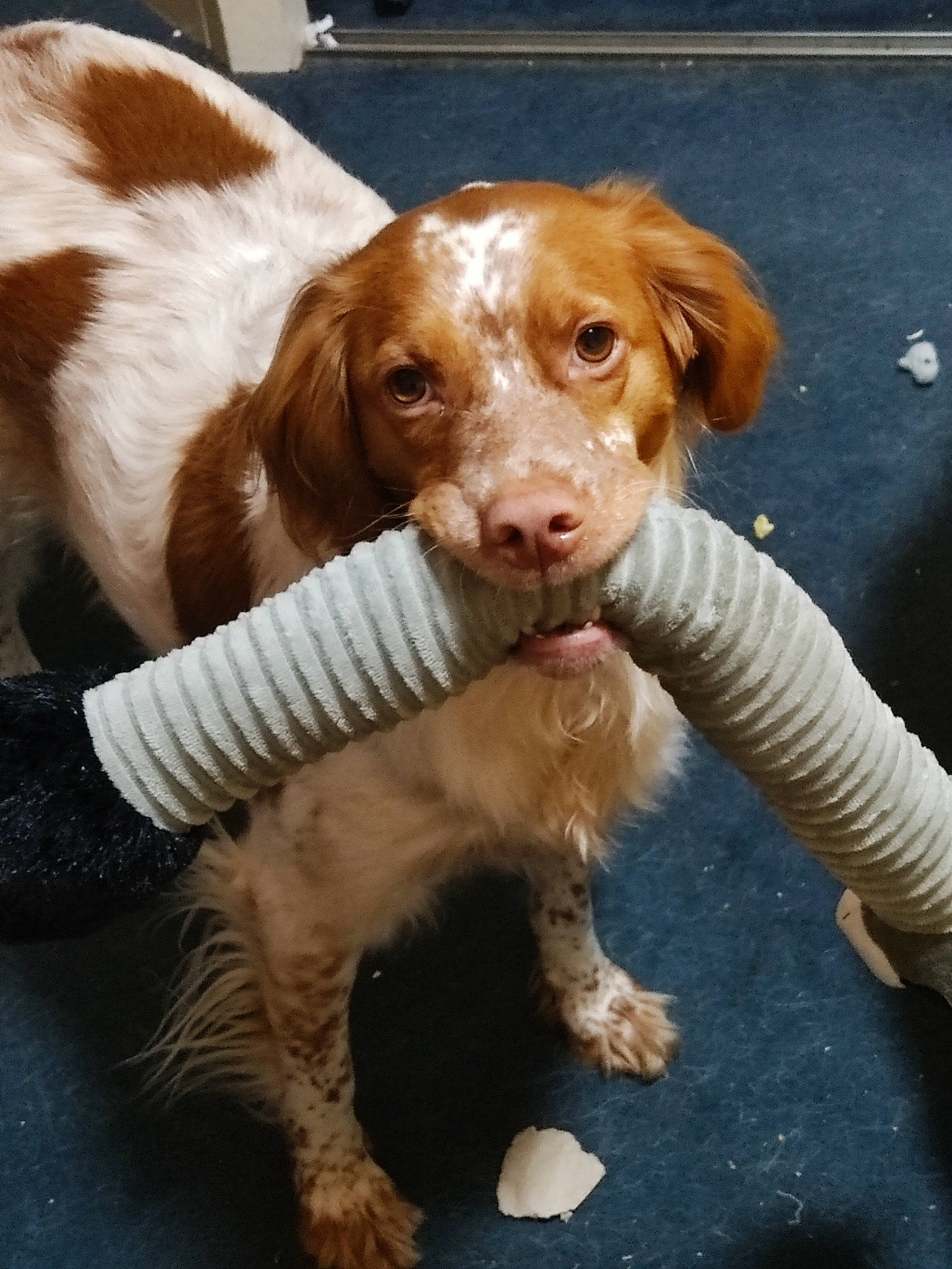 Filou participe au concours pour gagner de l'argent avec cette photo : canidae, carnivore, companion_dog, dog, dog_breed, fawn, fur, hunting_dog, liver, snout, sporting_group, working_animal