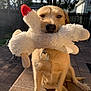 dog, stuffed_toy, outdoor, patio, sunlight, fence, trees, golden_dog, pet, animal, toy, playful, sitting, fur, collar, tag, nose, ears, shadow, daylight
