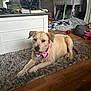 Tracy is registered to the contest to win money with this photo: dog, indoor, rug, bowtie, furniture, wood_floor, cushion, pet_bed, relaxed, brown_dog, decor, window, plant, table, chair, toy, blanket, collar, domestic, cozy