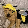 Tracy joined the competition — help win amazing prizes! dog, costume, bee_costume, sleeping, pet, furry, cute, animal, indoors, couch, patterned_fabric, yellow, black, silver, antennae, wings, relaxed, resting, fur, cozy
