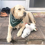 Tracy joined the competition — help win amazing prizes! dog, bandana, plush_toy, brick_step, gloves, boots, door, reflection, outdoor, pet, animal, canine, pavement, resting, light_fur, calm, side_view, toy, casual, portrait