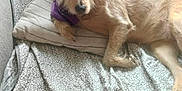 Tracy joined the competition — help win amazing prizes! dog, bandana, couch, pillow, patterned, tan, relaxed, indoor, pet, fur, resting, comfort, striped, canine, domestic_animal, laying_down, cozy, home, animal, furniture