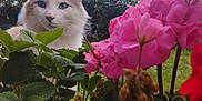 Sonic participe au concours pour gagner de l'argent avec cette photo : animal, background, blue_eyes, cat, close_up, curious, flowers, foliage, garden, grass, green_leaves, nature, outdoor, pet, pink_flowers, plants, shrubbery, soft_light, spring, summer