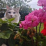 animal, background, blue_eyes, cat, close_up, curious, flowers, foliage, garden, grass, green_leaves, nature, outdoor, pet, pink_flowers, plants, shrubbery, soft_light, spring, summer