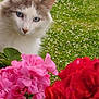 Sonic a rejoint le concours — aidez-le/la à gagner de superbes lots ! animal, background, blue_eyes, cat, close_up, curious, daylight, flora, fluffy_fur, garden, green_grass, leaf, nature, outdoor, pet, pink_flowers, plant, red_flowers, spring, white_blossoms