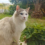 Sonic a rejoint le concours — aidez-le/la à gagner de superbes lots ! animal, blue_eyes, cat, closeup, cute, daylight, feline, firewood, fluffy, garden, grass, greenery, leaf, nature, outdoor, peaceful, pet, plant, sitting, tree
