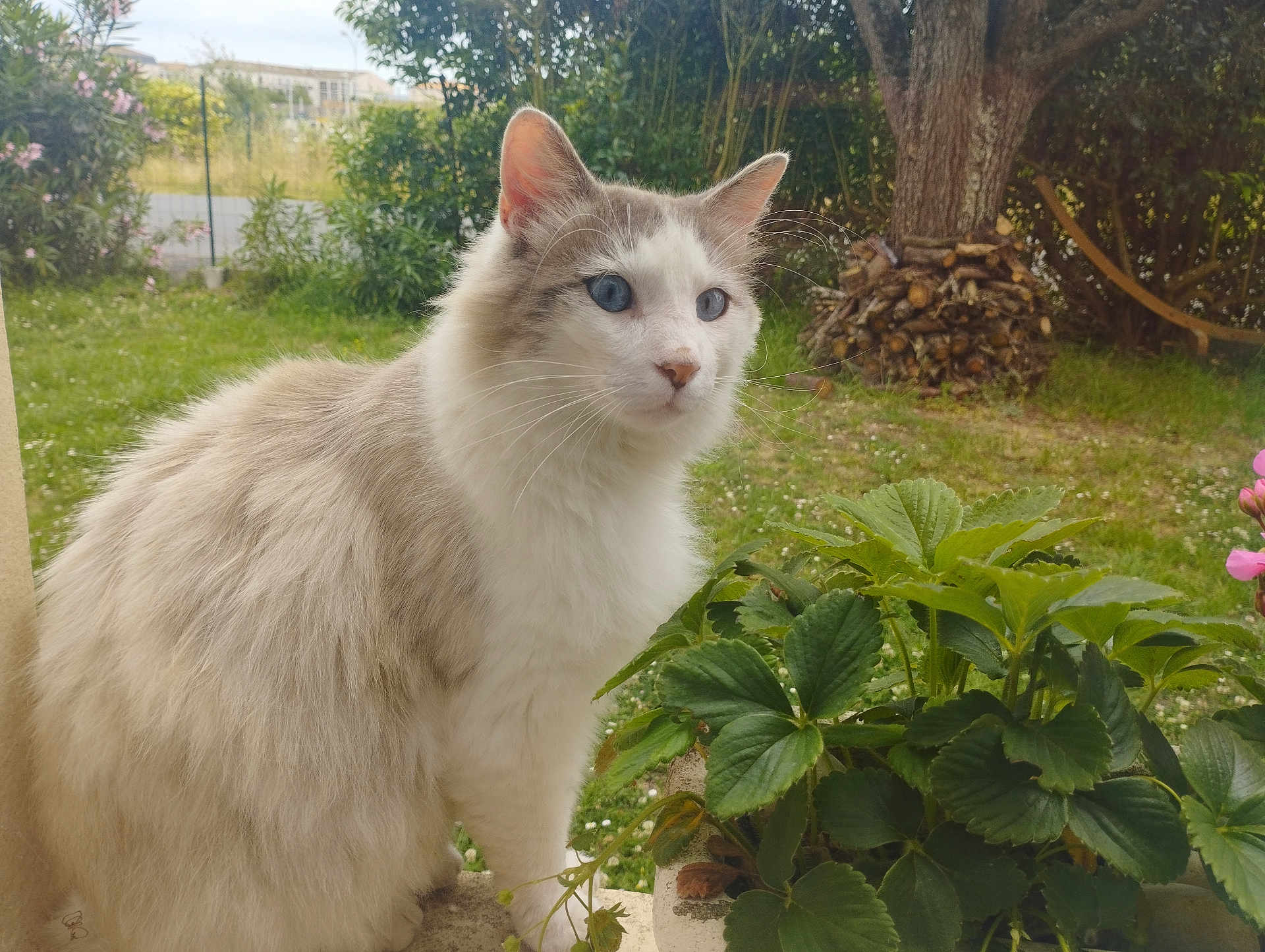 Sonic a rejoint le concours — aidez-le/la à gagner de superbes lots ! animal, blue_eyes, cat, closeup, cute, daylight, feline, firewood, fluffy, garden, grass, greenery, leaf, nature, outdoor, peaceful, pet, plant, sitting, tree