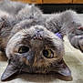 Boo Boo is registered to the contest to win money with this photo: animal, cat, closeup, curious, cute, domestic, eyes, floor, fur, gray_cat, indoor, looking, nose, paw, pet, relaxed, tile_floor, upside_down, whiskers, wooden_cabinet