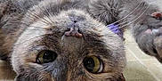 Boo Boo is registered to the contest to win money with this photo: animal, cat, closeup, curious, cute, domestic, eyes, floor, fur, gray_cat, indoor, looking, nose, paw, pet, relaxed, tile_floor, upside_down, whiskers, wooden_cabinet