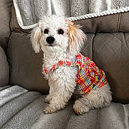 Bitzy is registered to the contest to win money with this photo: dog, puppy, small_dog, fluffy, white_fur, curly_fur, brown_ears, portrait, sitting, couch, blanket, indoor, pet, animal, plaid_dress, clothing, costume, cute, looking_at_camera, home_decor