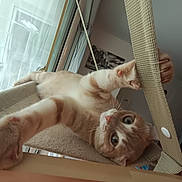 Vicky participe au concours pour gagner de l'argent avec cette photo : cat, orange_tabby, cat_tree, indoor, window, curtain, paw, stretching, playful, feline, pet, cozy, home, light, wall_art, whiskers, close_up, relaxed, looking_up, furniture