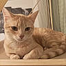 Vicky a rejoint le concours — aidez-le/la à gagner de superbes lots ! cat, ginger_cat, feline, pet, indoor, relaxed, fur, whiskers, ears, face, animal, cozy, home, furniture, resting, cute, domestic, portrait, looking, closeup