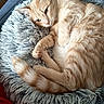 Vicky a rejoint le concours — aidez-le/la à gagner de superbes lots ! cat, orange_tabby, pet, feline, fluffy, curled_up, cozy, indoor, cushion, soft_texture, relaxed, resting, animal, close_up, whiskers, paws, tail, fur, sleepy, comfortable