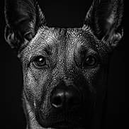 Laïka participe au concours pour gagner de l'argent avec cette photo : animal, black_and_white, canine, close_up, dark_background, detailed, dog, ears, expression, face, fur, intense, monochrome, muzzle, pet, portrait, studio, water_droplets, wet, whiskers