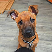 Laïka participe au concours pour gagner de l'argent avec cette photo : puppy, dog, brown_dog, pet, animal, canine, flooring, indoor, young_dog, ears, black_harness, looking_up, cute, adorable, pet_accessory, wooden_floor, domestic_animal, sitting, close_up, curious