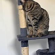 Arrow a rejoint le concours — aidez-le/la à gagner de superbes lots ! cat, tabby_cat, cat_tree, scratching_post, indoor, pet, feline, animal, fur, sitting, side_view, resting, household, cute, domestic, furniture, play_structure, striped, paw, whiskers