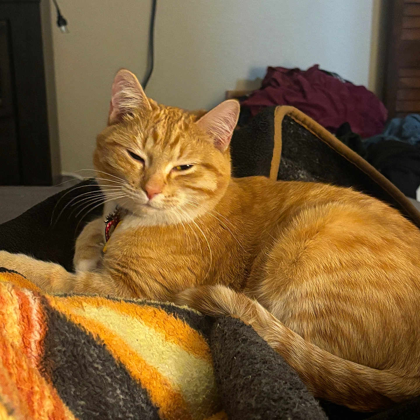 Luna is registered to the contest to win money with this photo: animal, blanket, cat, comfort, couch, cozy, cute, domestic, ears, feline, fur, home, indoor, orange_tabby, pet, relaxed, resting, sleepy, tail, whiskers