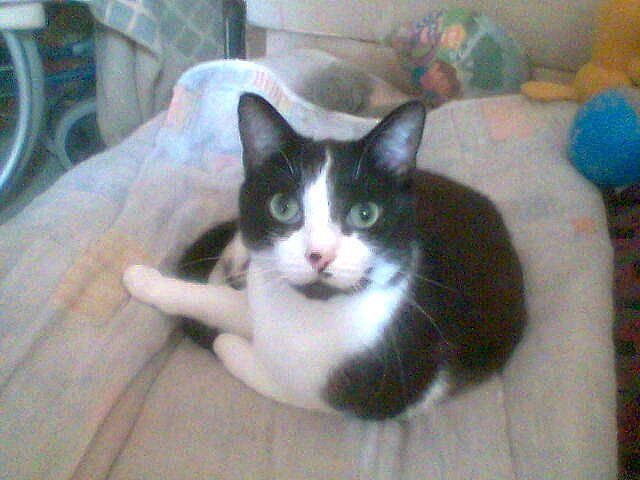 Mioumiou a rejoint le concours — aidez-le/la à gagner de superbes lots ! american_wirehair, carnivore, cat, domestic_short_haired_cat, european_shorthair, felidae, japanese_bobtail, kitten, mammal, polydactyl_cat, small_to_medium_sized_cats, snowshoe, tail, vertebrate, whiskers