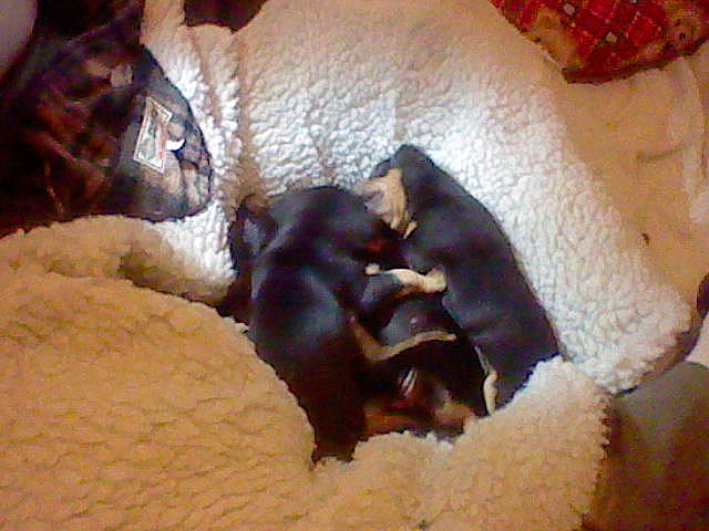 Theodore participe au concours pour gagner de l'argent avec cette photo : canidae, carnivore, companion_dog, dog, dog_breed, fawn, miniature_pinscher, pinscher, prazsky_krysarik, puppy, puppy_love, toy_dog