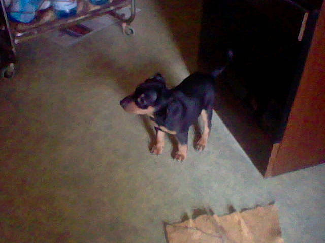 Theodore participe au concours pour gagner de l'argent avec cette photo : canidae, carnivore, dog, dog_breed, floor, flooring, german_pinscher, guard_dog, mammal, manchester_terrier, miniature_pinscher, pinscher, rottweiler, toy_dog, vertebrate, working_dog