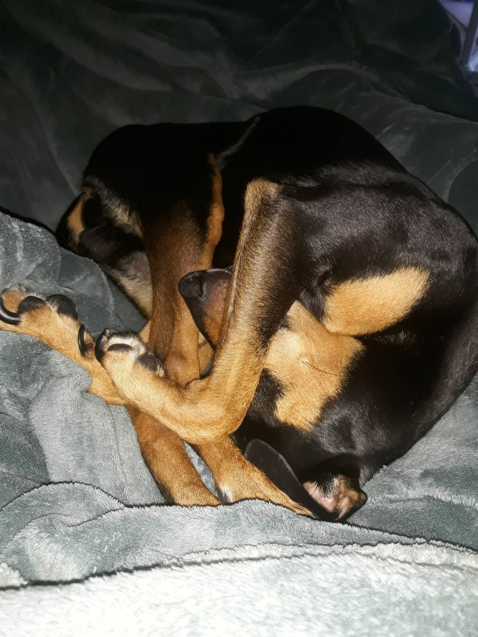 Theodore a rejoint le concours — aidez-le/la à gagner de superbes lots ! austrian_black_and_tan_hound, beauceron, black_and_tan_coonhound, canidae, carnivore, dobermann, dog, dog_breed, fawn, german_pinscher, guard_dog, mammal, manchester_terrier, miniature_pinscher, pinscher, smaland_hound, tail, toy_manchester_terrier, transylvanian_hound, vertebrate