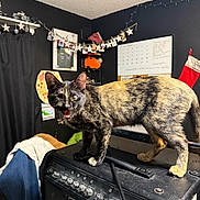 Cosmo is registered to the contest to win money with this photo: cat, tortoiseshell_cat, amplifier, line_6, music_equipment, indoor, decorations, star_garland, calendar, christmas_stocking, black_wall, curtain, furniture, pet, animal, cute, standing, mouth_open, earring, cozy