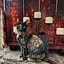 Cosmo is registered to the contest to win money with this photo: cat, tortoiseshell_cat, one_eye, collar, stone_hearth, fireplace_screen, candles, fairy_lights, indoor, pet, animal, sitting, fur, tail, decor, lighting, cozy, warm_colors, home, ornate