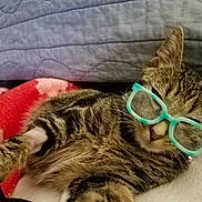 Miss Kitty joined the competition — help win amazing prizes! cat, tabby, glasses, blanket, indoor, pet, feline, cute, relaxed, resting, sleepy, striped, whiskers, ears, closeup, comfort, animal, fur, collar, home