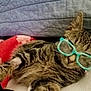 animal, blanket, cat, closeup, collar, comfort, cute, ears, feline, fur, glasses, home, indoor, pet, relaxed, resting, sleepy, striped, tabby, whiskers
