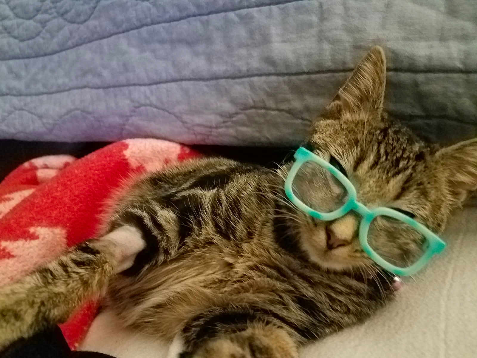 Miss Kitty joined the competition — help win amazing prizes! cat, tabby, glasses, blanket, indoor, pet, feline, cute, relaxed, resting, sleepy, striped, whiskers, ears, closeup, comfort, animal, fur, collar, home