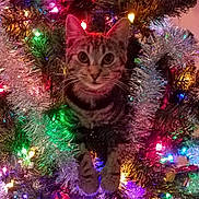 Miss Kitty joined the competition — help win amazing prizes! animal, cat, celebration, christmas, christmas_tree, colorful, curious, cute, decorations, festive, green_eyes, holiday_lights, indoor, kitten, ornament, pet, sparkle, tabby, tinsel, tree_branches