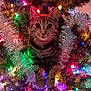 animal, cat, celebration, christmas, christmas_tree, colorful, curious, cute, decorations, festive, green_eyes, holiday_lights, indoor, kitten, ornament, pet, sparkle, tabby, tinsel, tree_branches