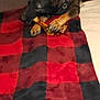 Jynx is registered to the contest to win money with this photo: animal, black, blanket, bone, box, brown, canine, carpet, chewing, collar, cozy, dog, floor, fur, indoor, mountain_dew, paws, pet, red, resting