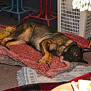 Jynx joined the competition — help win amazing prizes! bar_stool, blanket, blue, carpet, cozy, dog, domestic, furniture, home, indoor, lamp, laundry_basket, pet, red, relaxing, resting, rug, sleeping, table, wooden_table